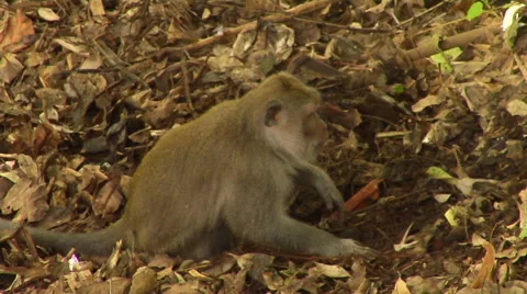 Monkey at the Monkey Forest in Bali Stock Footage 41379585