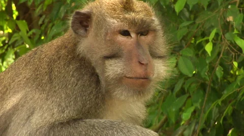 Monkey at the Monkey Forest in Bali Stock Footage 41379942