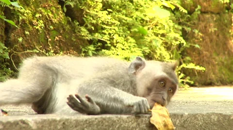 Monkey at the Monkey Forest in Bali Stock Footage 41380373
