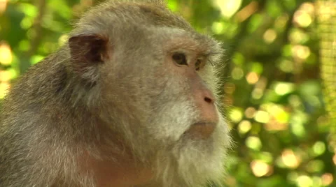 Monkey at the Monkey Forest in Bali Stock Footage 41380452