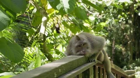 Monkey in the monkey forest Bali 库存影片 244922773