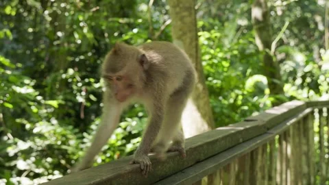 Monkey in the monkey forest Bali Vídeo Stock 244922790