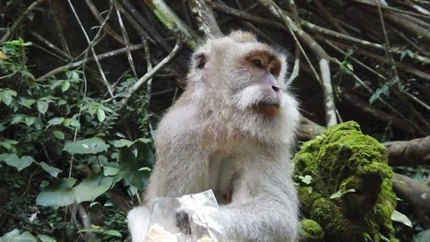 Monkey in Monkey Forest, Bali, Indonesia. Wild monkey family. Stock Footage 122565939