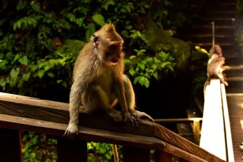 Monkey in the Monkey Forest in Ubud. Bali, Indonesia. Stock Photos