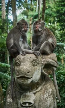 Monkey from Monkey Forest in Ubud, Indonesia Stock Photos