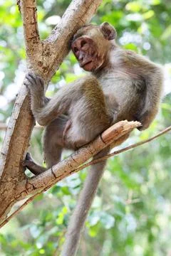 Monkey Monkey (Macaque rhesus) resting on the tree Copyright: xZoonar.com/... Stock Photos