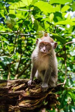 Monkey at the Monkey Park in Ubud Stock Photos