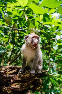 Monkey at the Monkey Park in Ubud Stock Photos