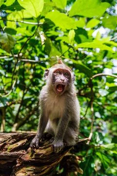 Monkey at the Monkey Park in Ubud Stock Photos