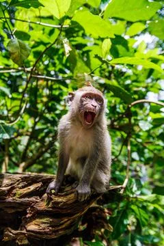 Monkey at the Monkey Park in Ubud Stock Photos