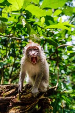 Monkey at the Monkey Park in Ubud Stock Photos