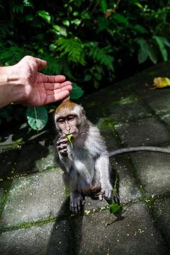Monkey at the Monkey Park in Ubud Stock Photos