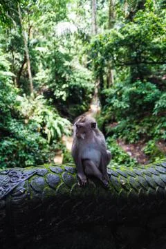 Monkey at the Monkey Park in Ubud Stock Photos