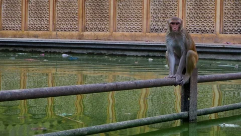 Monkey in Monkey temple Galta Ji, Jaipur India Stock Footage 97454345