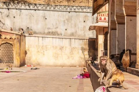 Monkey in the Monkey Temple in Jaipur, Rajasthan, India Stock Photos