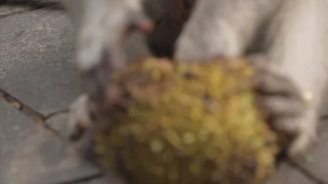 Monkey at the monkey temple in Ubud, Bali Stock Footage 112103386