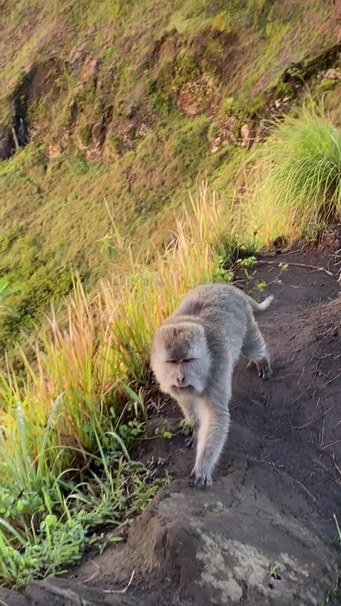 Monkey on Mont Batur in Bali Vídeo Stock 342998156