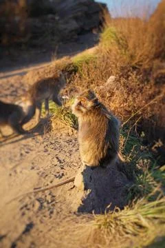 Monkey on the montain Stock Photos
