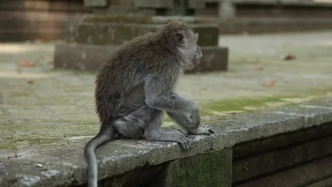 Monkey on Moss Stone Wall eating a leaf Stock Footage 104417594