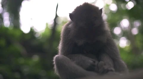 Monkey mother with baby Stock Footage 62390898