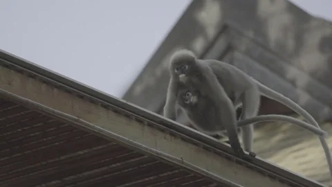 A monkey mother carrying a baby Stock Footage