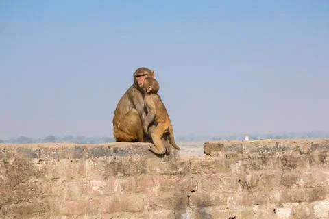 Monkey mother with cub on the wall made of bricks against the blue sky Stock Photos