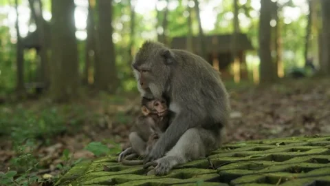 Monkey mother tenderly caring for her baby in forest Stock Footage 340847177