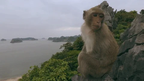 Monkey in mount top of island beach scenario Lan Ha bay, Vietnam (B) Stock Footage 99616866