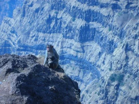 Monkey on the mountain edge Stock Photos