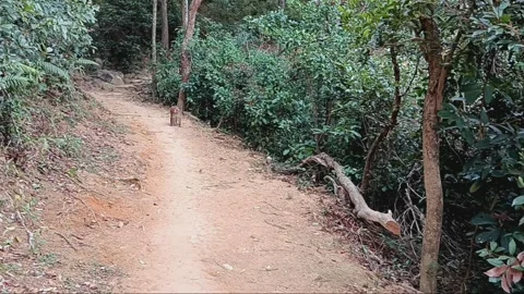 Monkey Mountain in Hong Kong Stock Footage 264954393