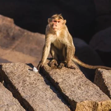 Monkey in the mountain Stock Photos