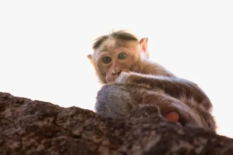 Monkey in the mountain Stock Photos