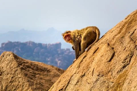 Monkey in the mountain Stock Photos