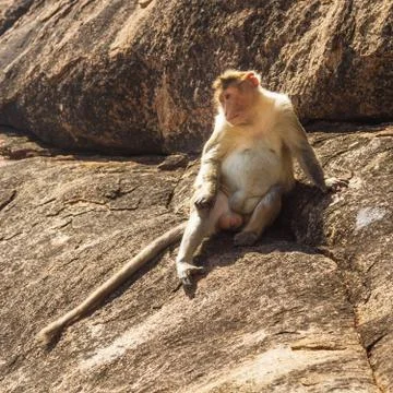 Monkey in the mountain Stock-Fotos