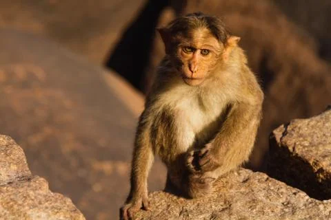 Monkey in the mountain Foto stock