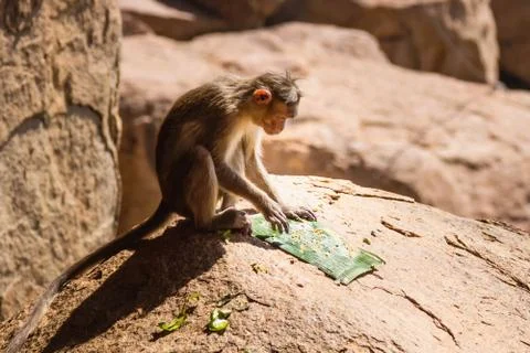 Monkey in the mountain Stock Photos