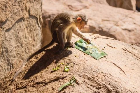 Monkey in the mountain Stock Photos