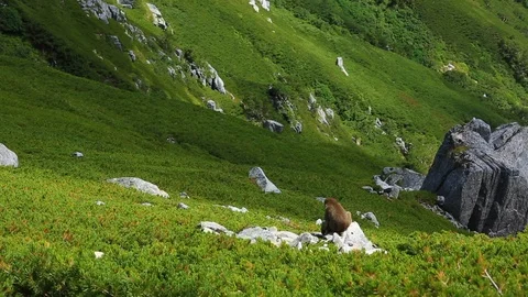 Monkey in mountains. Stock Footage 94707585