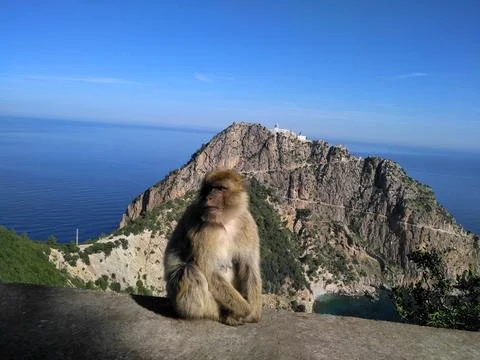 Monkey in Moutain Foto stock
