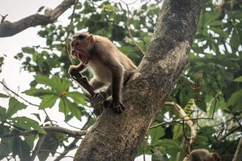 Monkey With Mouth Open On Tree Stock Photos