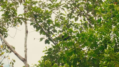A monkey moves through dense green foliage in a tropical forest in Ecuador. Stock Footage 345642091