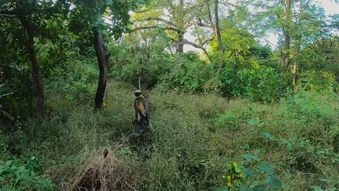 Monkey moving on the fallen tree Vídeos de archivo 129335155