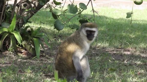 Monkey moving Stock Footage 62795090