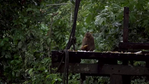 Monkey moving on the tree Stock Footage 141950380