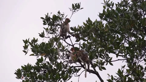 Monkey moving on the tree 库存影片 141950762