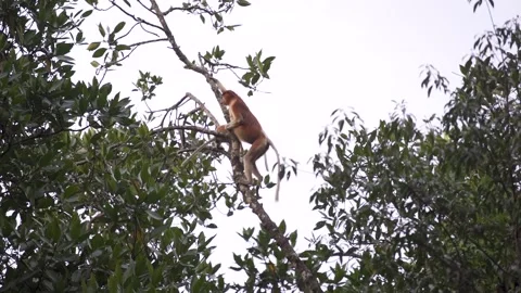 Monkey moving on the tree Stock Footage 141950993