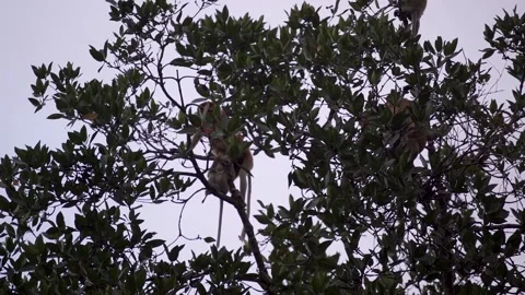 Monkey moving on the tree Stock Footage 141951397