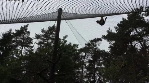 Monkey is Moving Upside Down Video stock 60638087