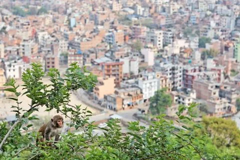Monkey on the mulberry  tree in front of kathmandu view Stock Photos