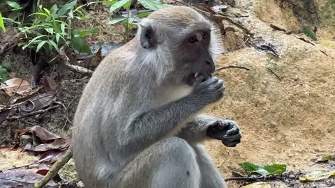 Monkey munching and eating hard nut in the jungle Stock Footage 219941540